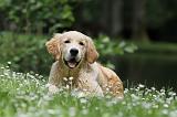 GOLDEN RETRIEVER 377